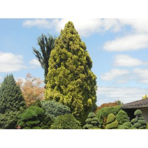 Kryptoméria japonská (Cryptomeria japonica) 'SEKKAN' - výška 50-70 cm, kont. C5L